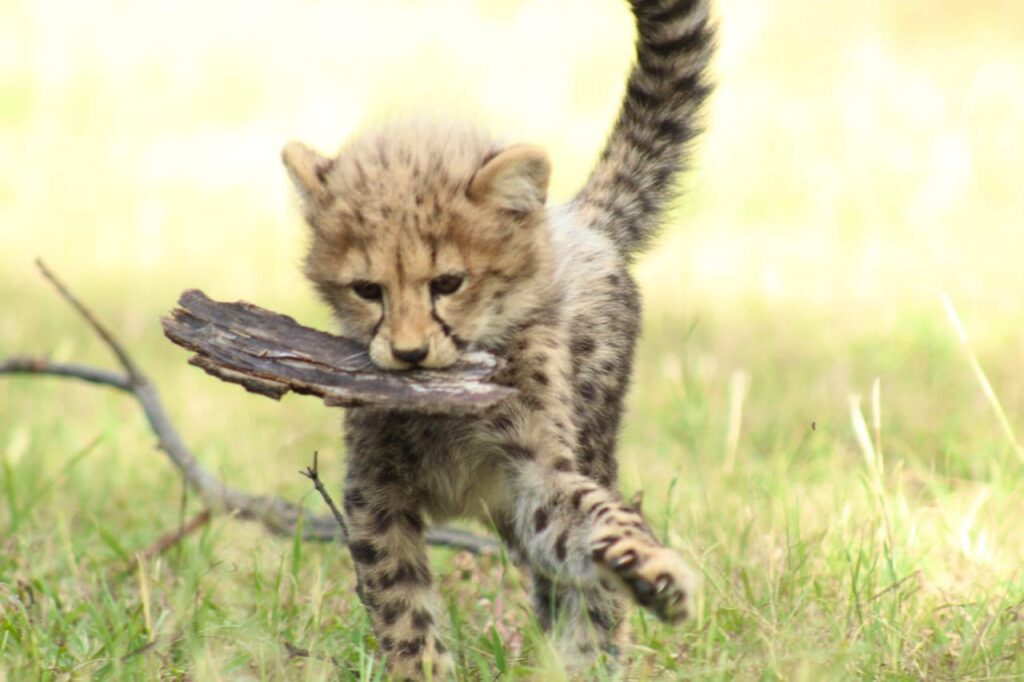 Cheetah Experience