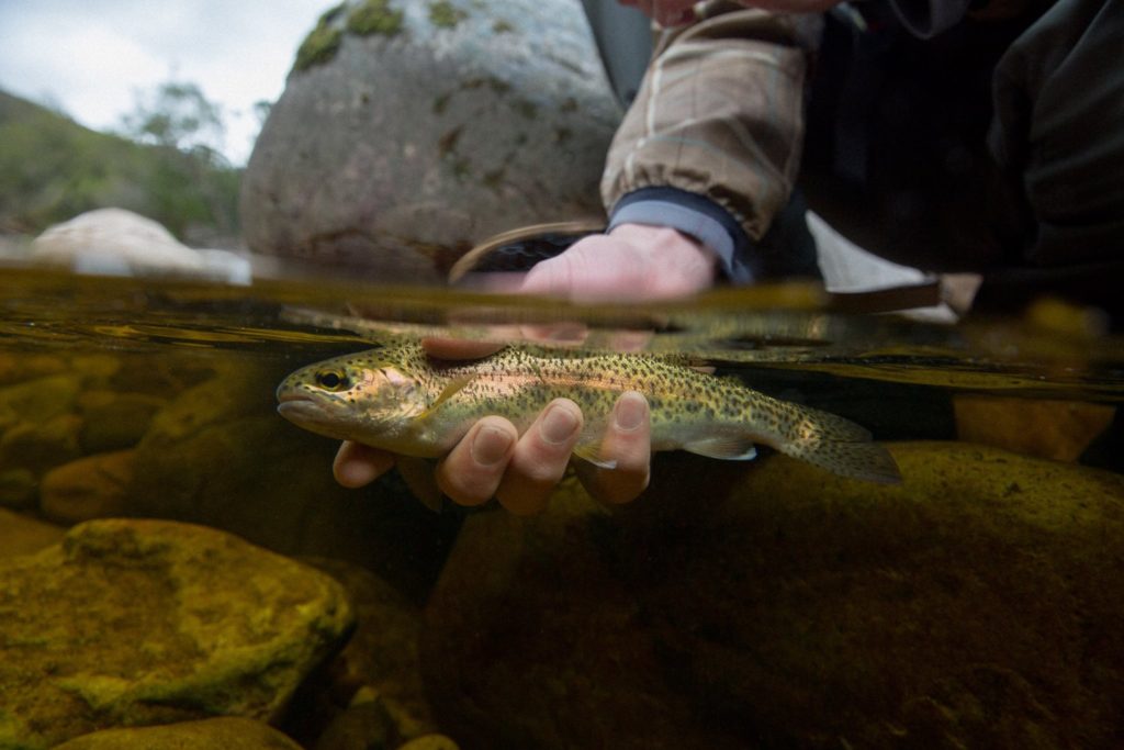 Fly Fishing