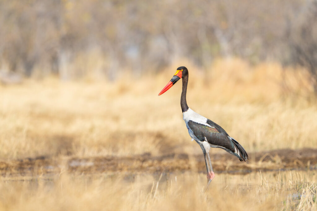 Camp Moremi (Okavango Delta)