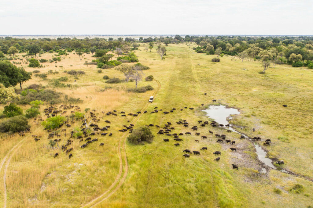 Camp Moremi (Okavango Delta)
