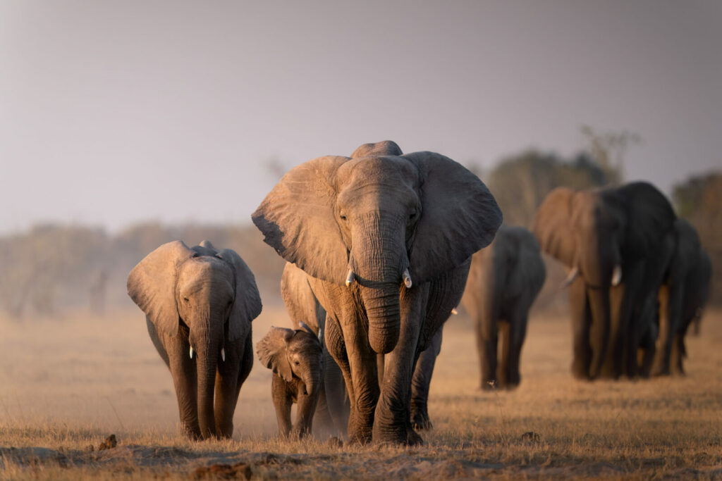 Camp Moremi (Okavango Delta)