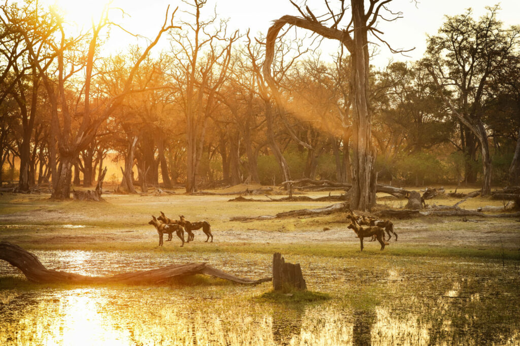 Camp Moremi (Okavango Delta)