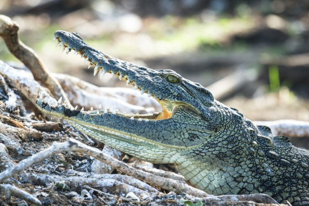 Xugana Island Lodge (Okavango Delta)