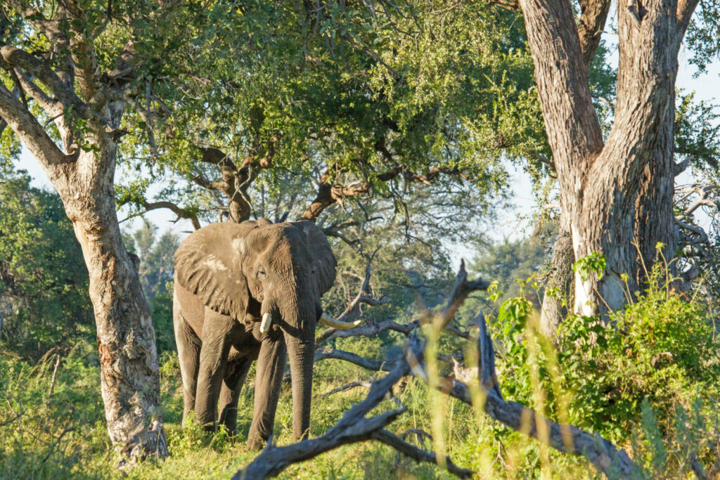 Xugana Island Lodge (Okavango Delta)
