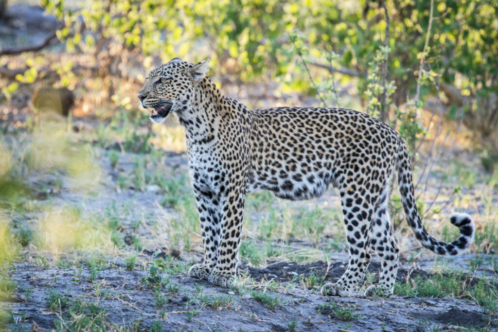 Savute Safari Lodge