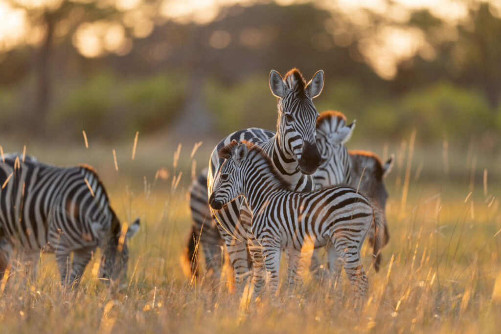 Camp Moremi (Okavango Delta)
