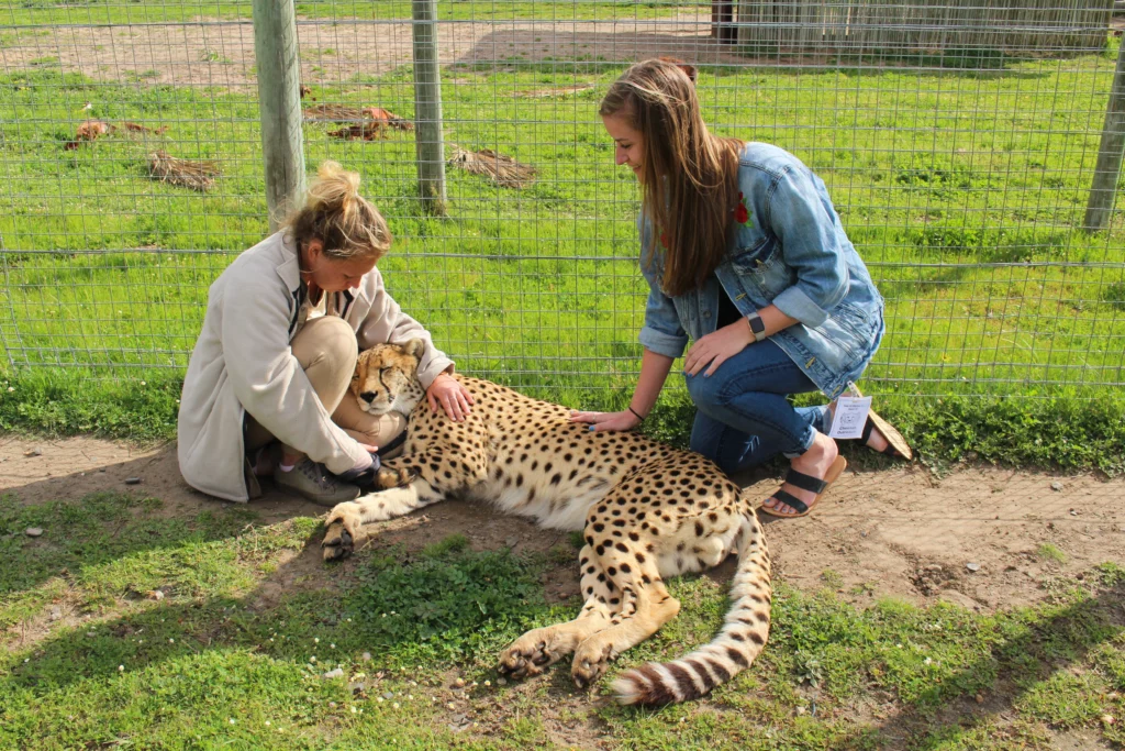 Cheetah Experience