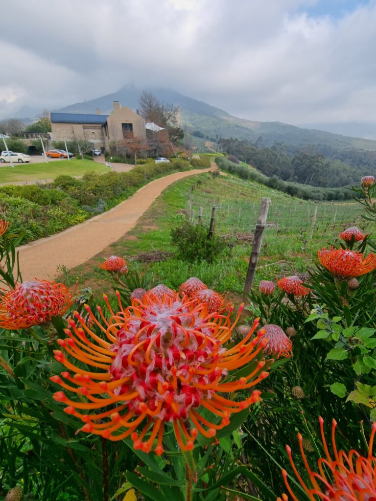 Wine Tour