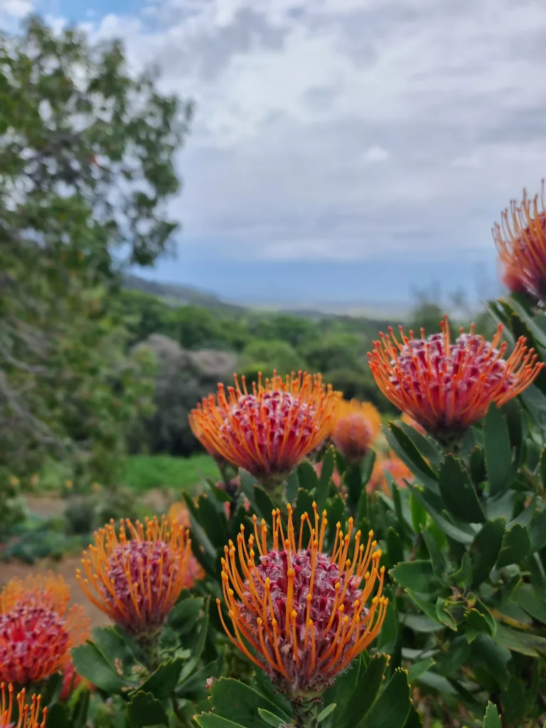 Kirstenbosch Gardens guided walk