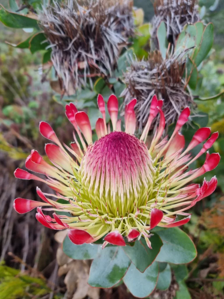 Kirstenbosch Gardens guided walk