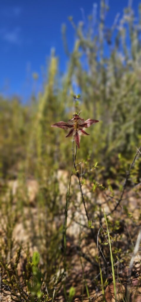 Orchid Hunting Tours