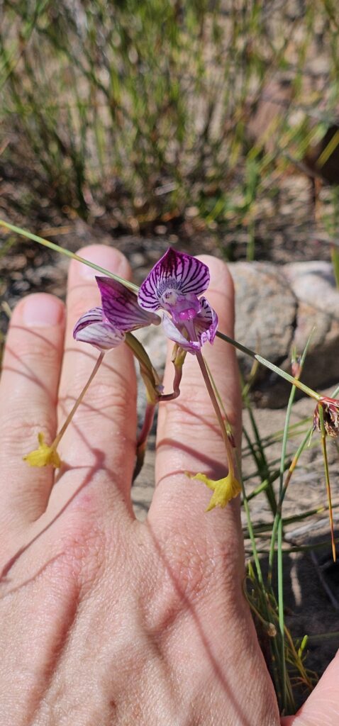 Orchid Hunting Tours