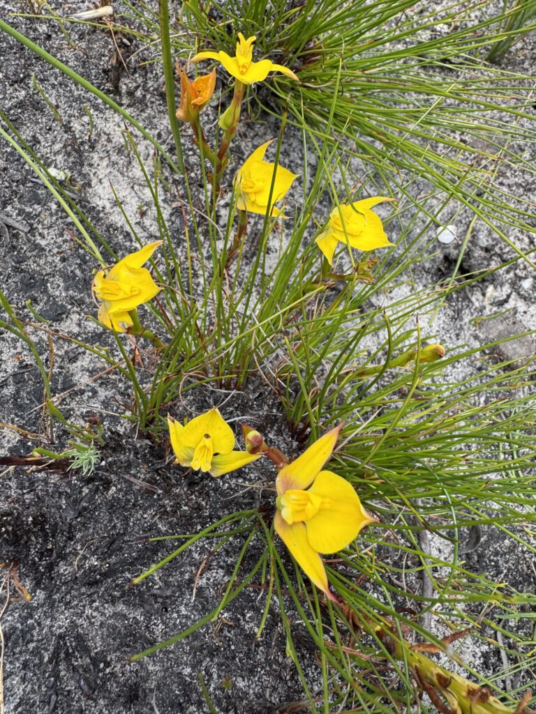 Orchid Hunting Tours