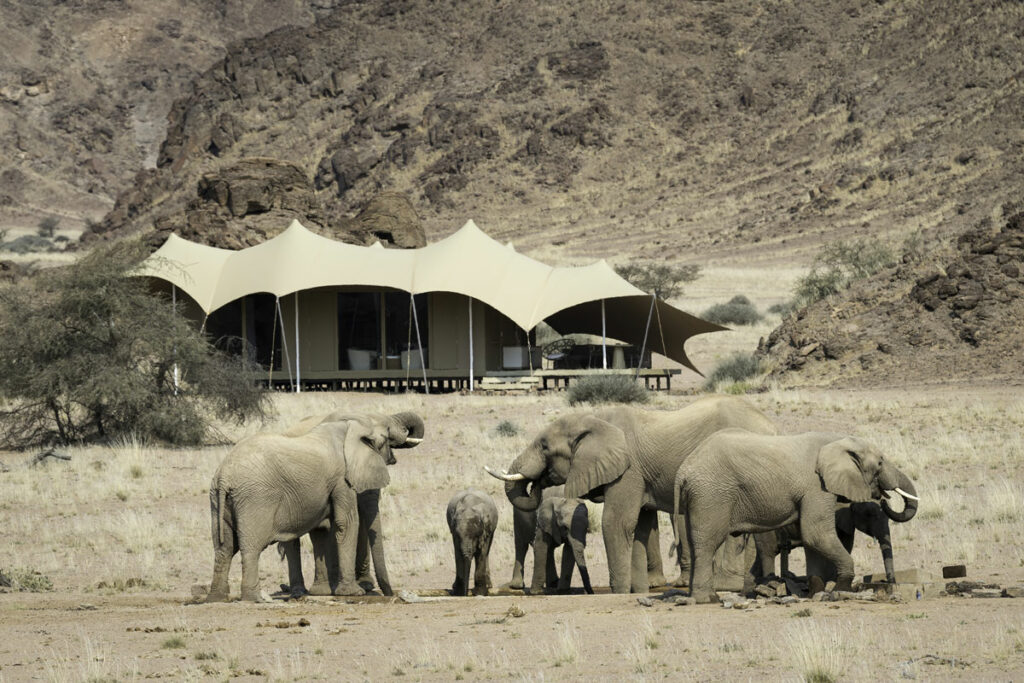 Skeleton Coast Haonib