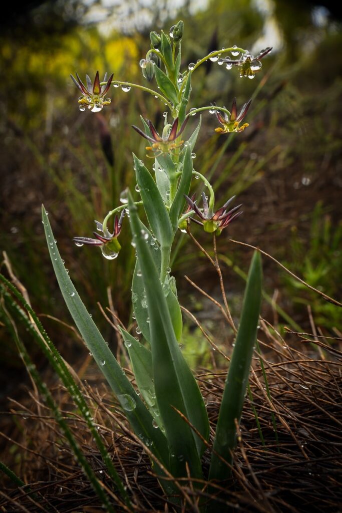 Orchid Hunting Tours