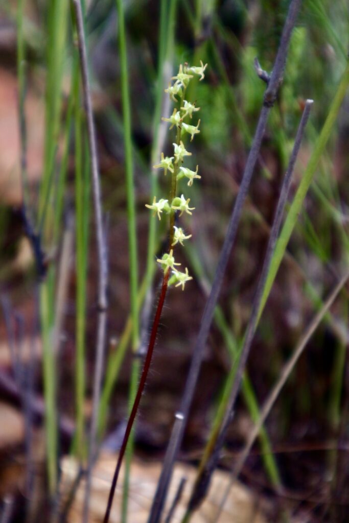 Orchid Hunting Tours