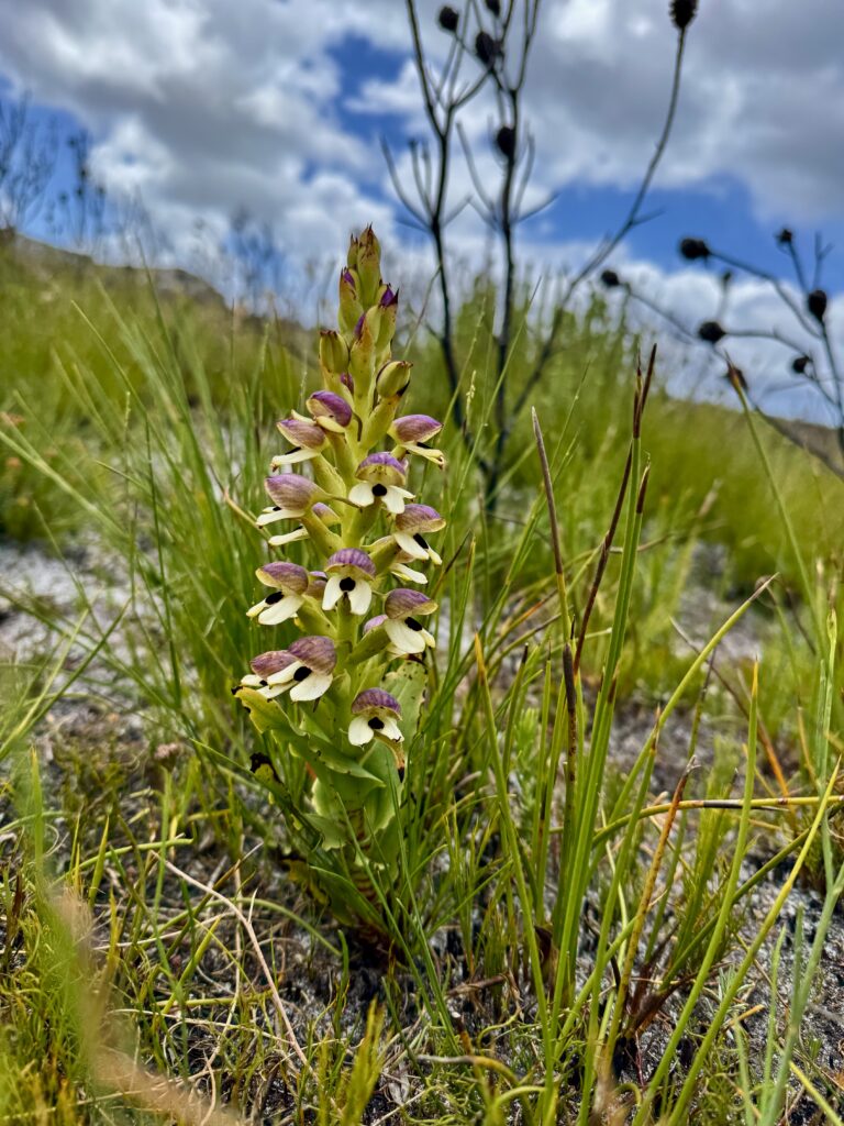 Orchid Hunting Tours