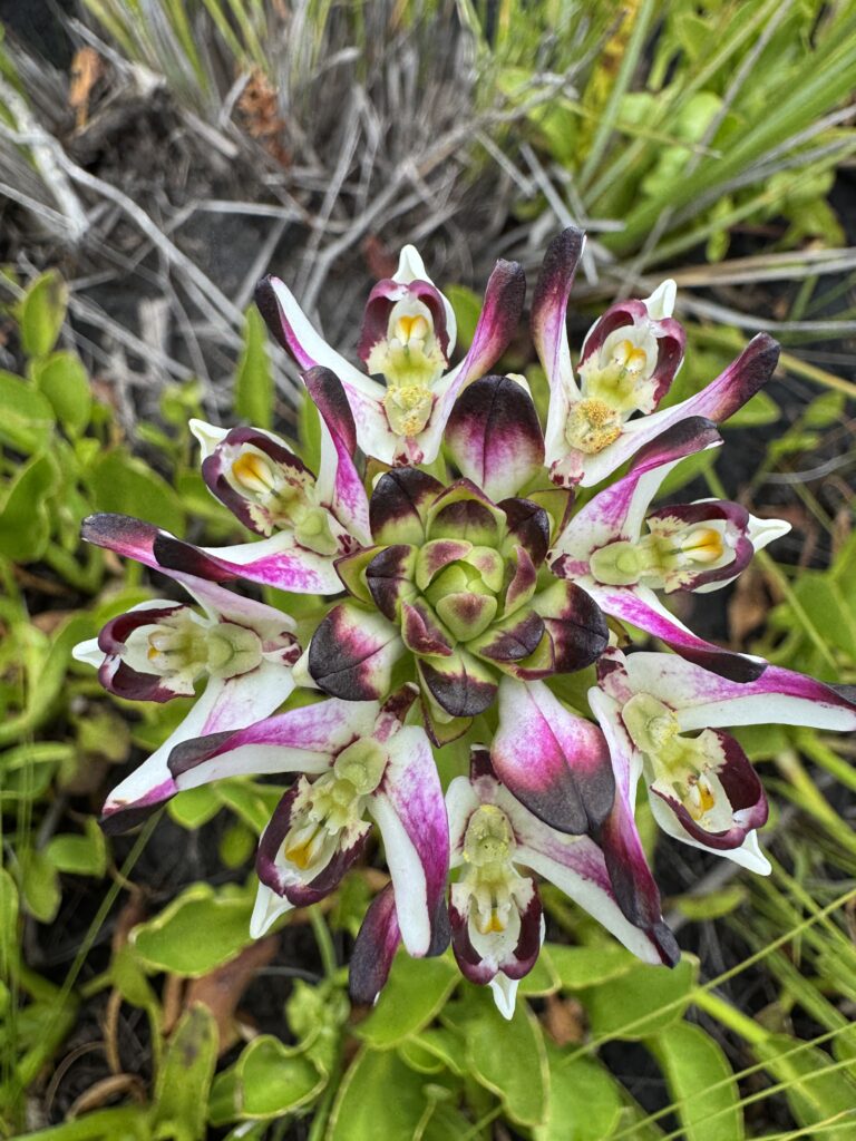 Orchid Hunting Tours