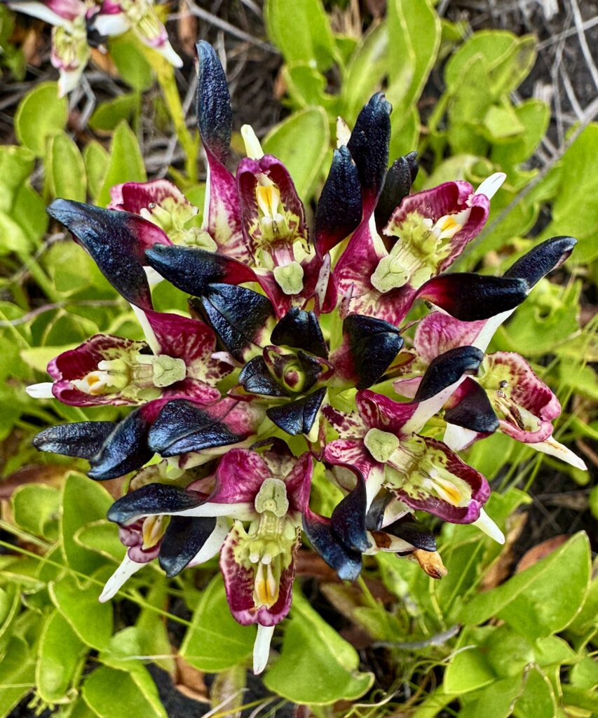 Orchid Hunting Tours