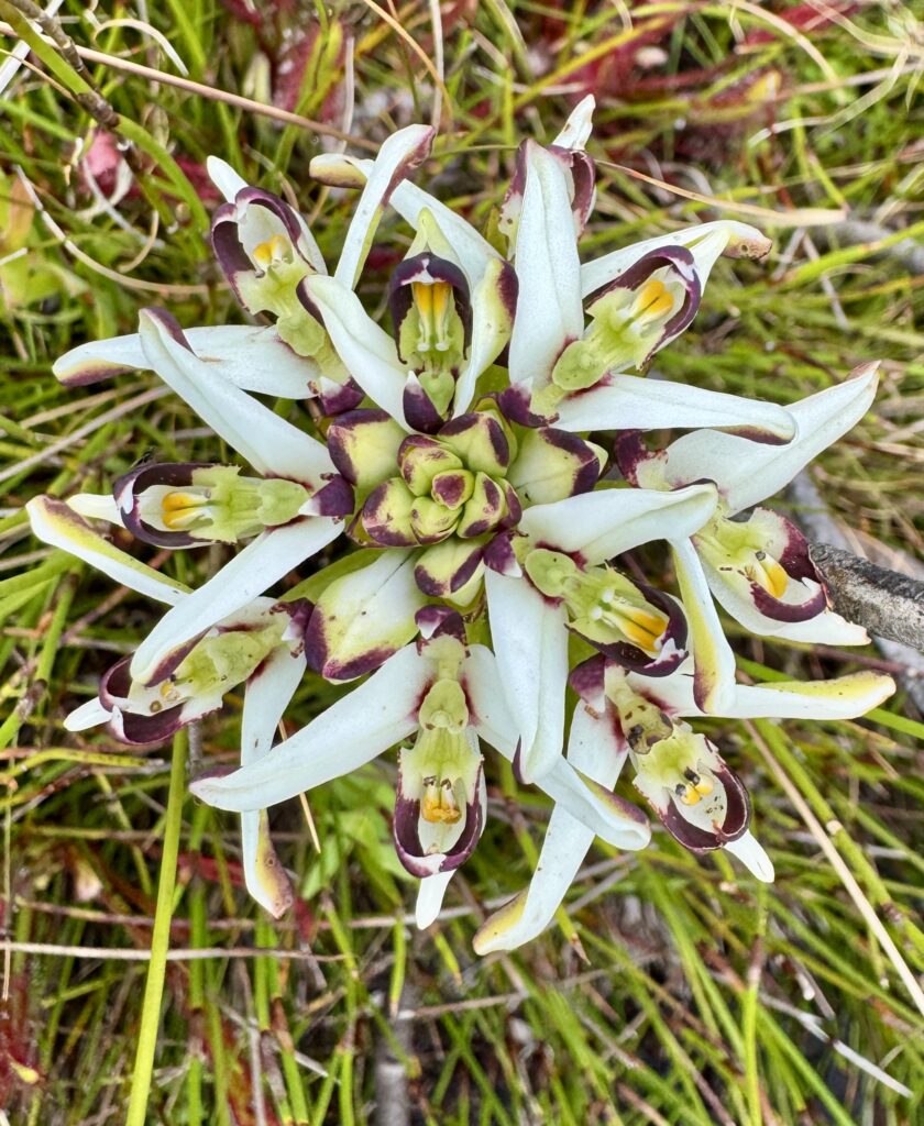 Orchid Hunting Tours