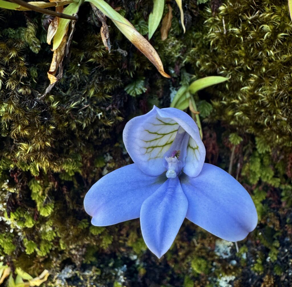 Orchid Hunting Tours