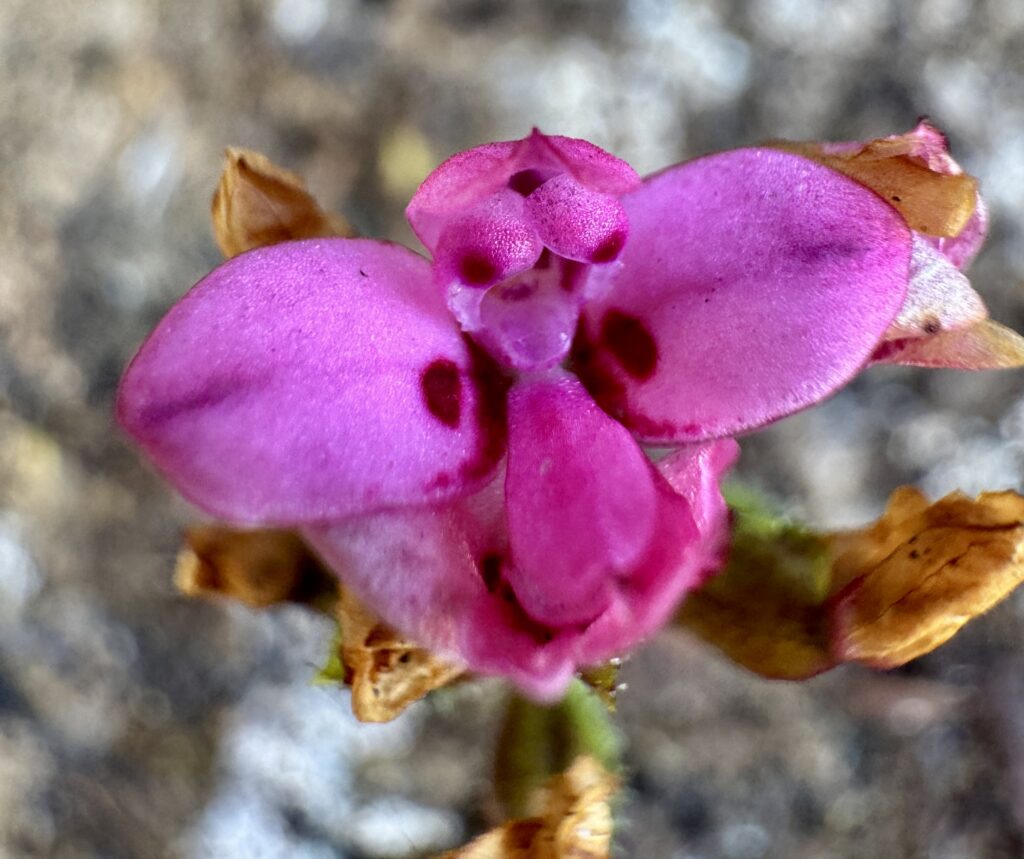 Orchid Hunting Tours
