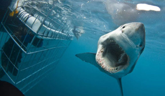 Shark Cage Diving - Wide Vision Travel