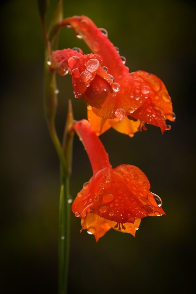 Orchid Hunting Tours