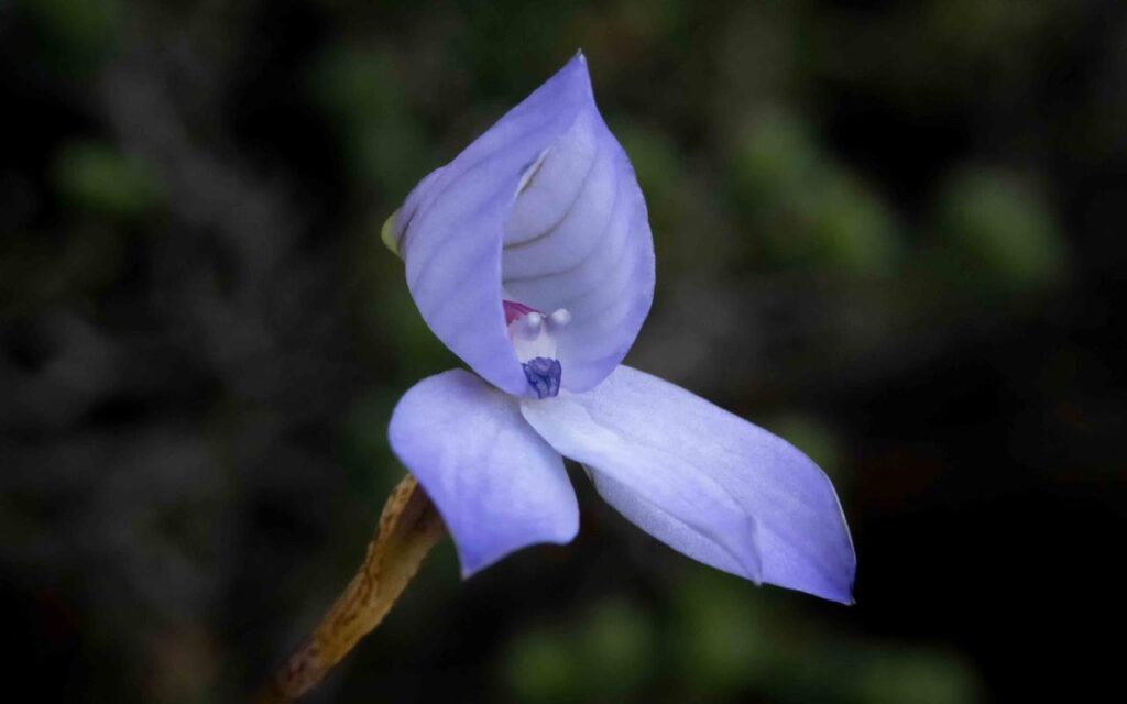 Orchid Hunting Tours