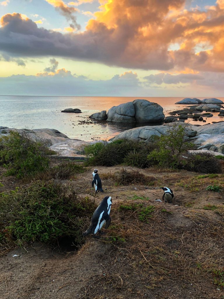 Peninsula & Penguin Tour – Half Day (Private)