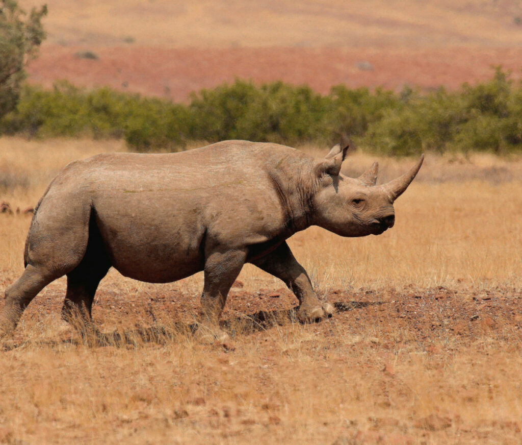 Desert Rhino Camp