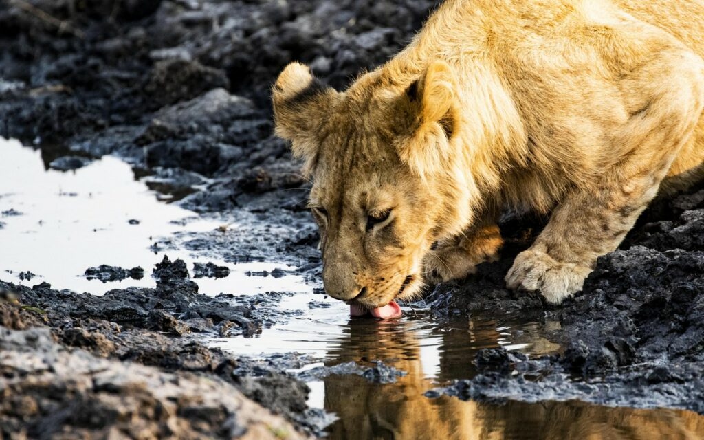 Kafue-Busanga Bush Camp