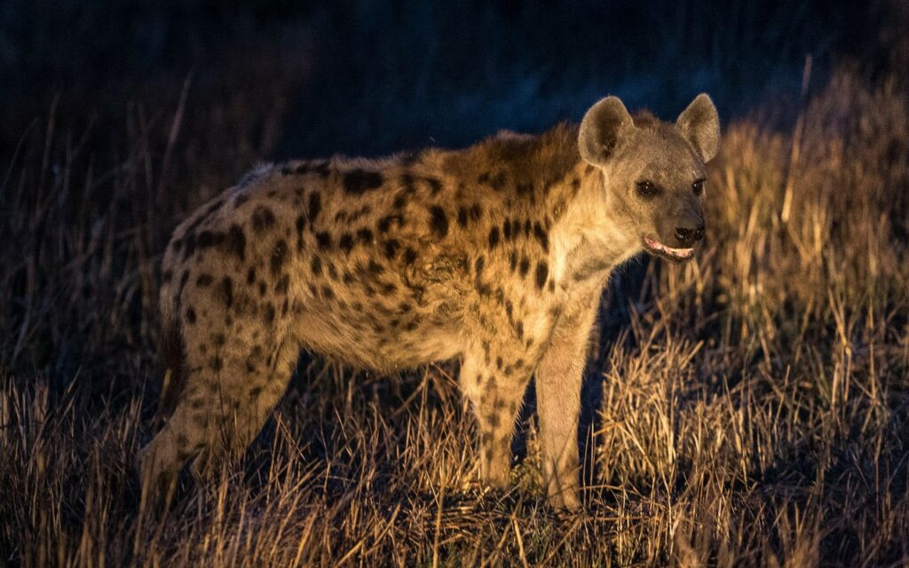 Kafue-Busanga Bush Camp