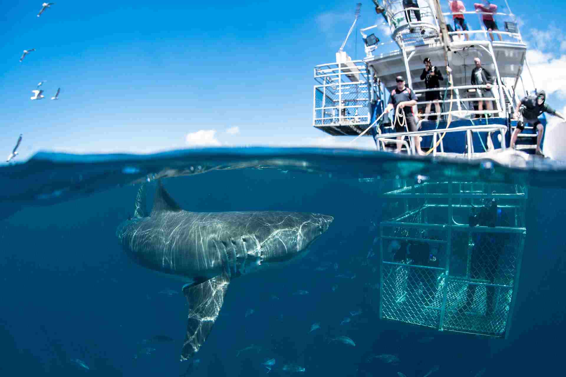 Who Invented The Shark Cage At Karla Trent Blog Who Invented The Shark Cage At Karla Trent Blog