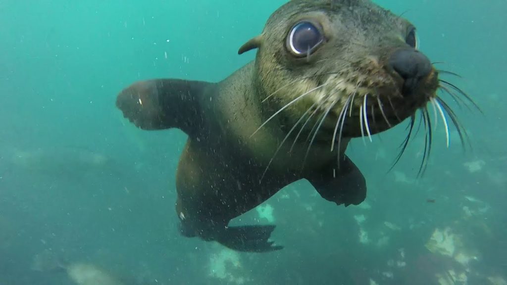 Seal Snorkeling – (Plettenberg Bay only)