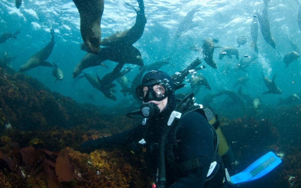 Seal Snorkeling – (Plettenberg Bay only)