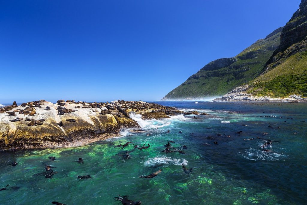 Seal Snorkeling – (Plettenberg Bay only)