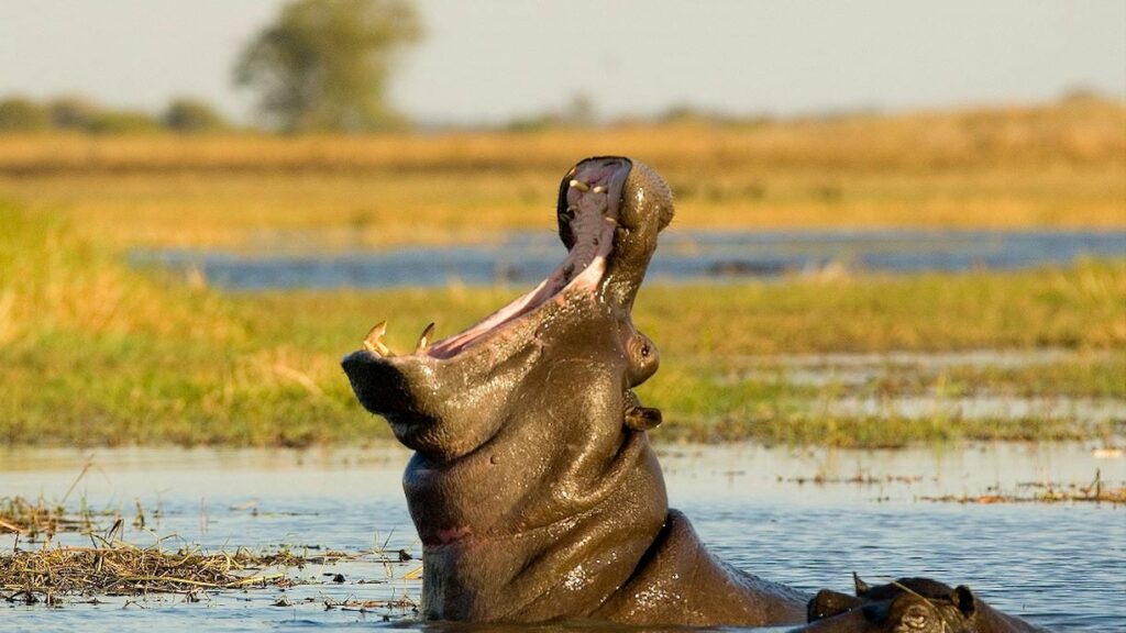 Kafue- Shumba