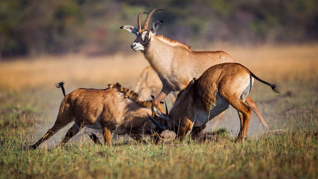 Kafue- Shumba
